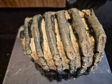 Mammutzahn/Molar- Steppenelefant aus dem südlichen Oberrhein ca 1410 gr