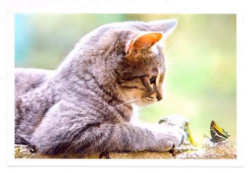 Postkarte katze - 1,