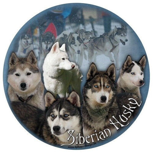Siberian husky autoaufkleber - siberian,