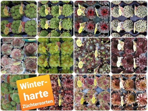 Hauswurz sempervivum - hauswurz,