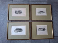 Alte antike Fischbilder