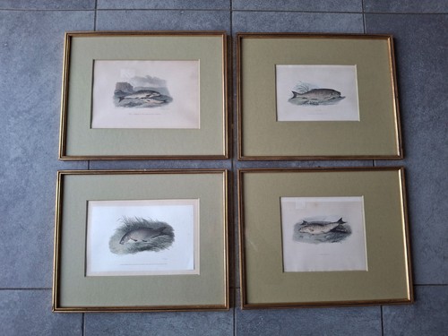 Alte antike fischbilder - alte,