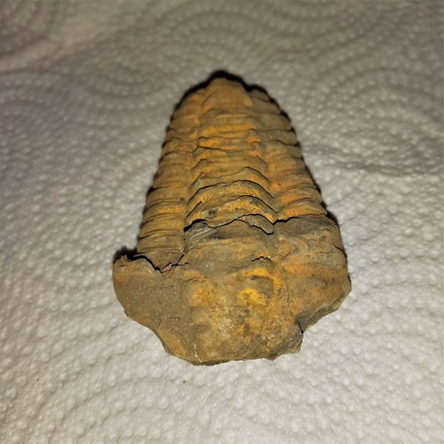 Sonderangebot fossil trilobit - sonderangebot,