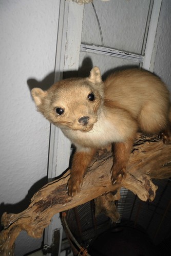 Schönes altes tierpräparat - schönes,