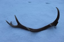 Abwurfstange Geweihstange