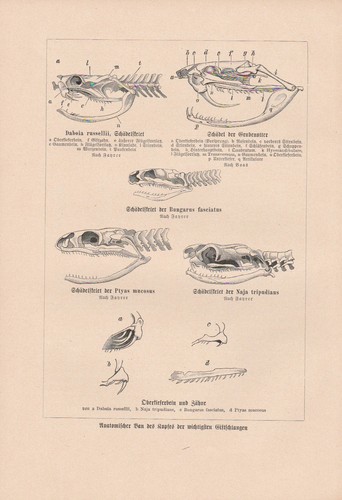 Giftschlangen kopf anatomie - giftschlangen,
