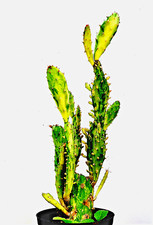 Opuntia monacantha monstruos