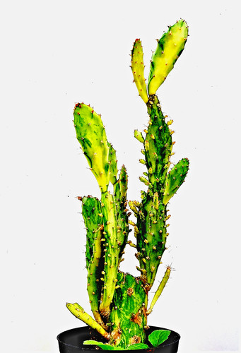 Opuntia monacantha monstruos
