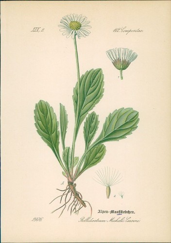 Chromolithographie - ,