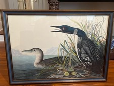 Audubon’s Watercolors, Great