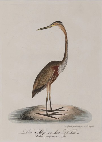 Purpurreiher johann conrad - johann,