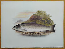 Galway Sea Trout - Large Original Fish Print Houghton Folio - 1884
