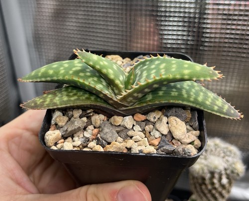Aloe branddraaiensis sämling - aloe,