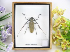 Kleiner Batocera hameridens