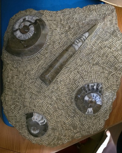 Fossilienplatte mit ammoniten - mit,