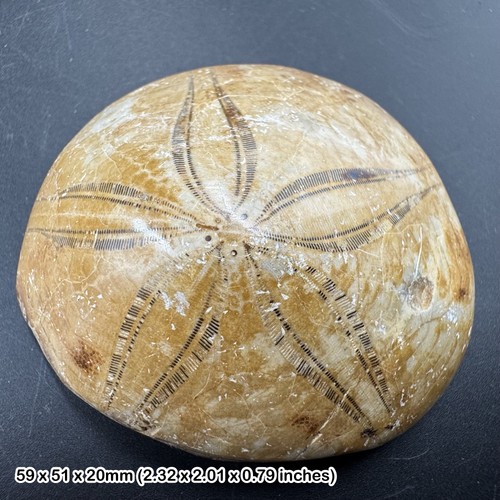Pygurus fossil seeigel - pygurus, aus