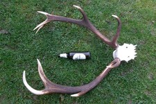 Bastelware Hirschgeweih Rothirsch Geweihstangen Abwurfstangen Geweih Kauknochen