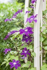 Clematis Hybride 'Warszawska Nike', dunkelviolett, 60–100 cm