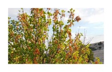 10x Fraxinus anomala Einblättrige Esche Strauch Baum Garten Pflanzen Samen B943