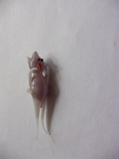 Cartesischer Taucher