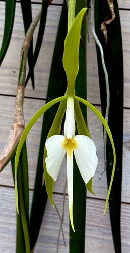 Epidendrum species giant - species, ´giant