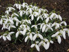 Pflanze/Blume/Zwiebel