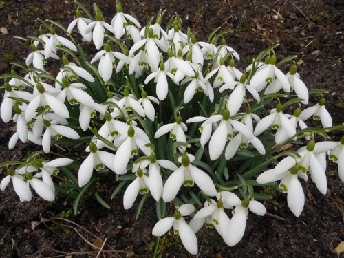 Pflanze/Blume/Zwiebel