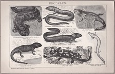 Urudelen, Salamander, Molch -