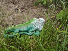 Gartenfigur Dekofigur