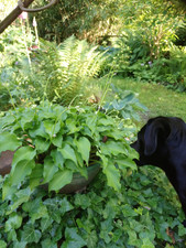 Hosta Funkie " Venusta " , 10