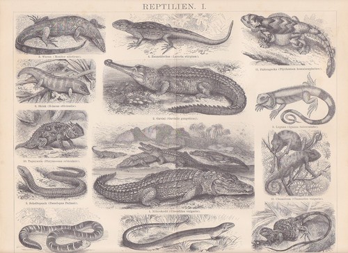 Reptilien waran chamäleon - waran,