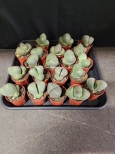 Pleiospilos nelii lebender Granit, lebender Stein im 5,5 cm-Topf 