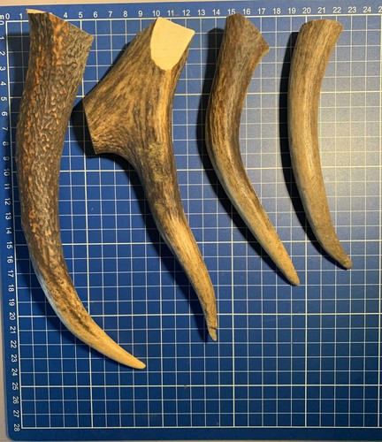 Geweih hirschhornstück horn - hirschhornstück,