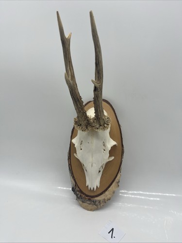 Rehgeweih trophäen rehbock - trophäen,