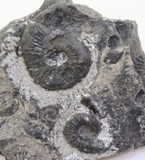 Ammonit, Columbites humboldtensis, Trias, Pershing County, Nevada, USA -m177