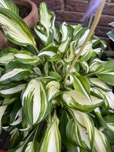 Funkien hosta ableger - funkien,