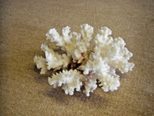 Echte Koralle 194 Gramm wie Fotos  !