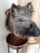 Wildschweinkopf Trophäe
