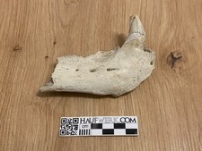 Höhlenbär rechter Unterkiefer aus Deutschland