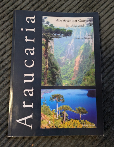 Araucaria hubertus nimsch - araucaria,