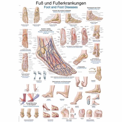 Erler zimmer anatomische - zimmer,