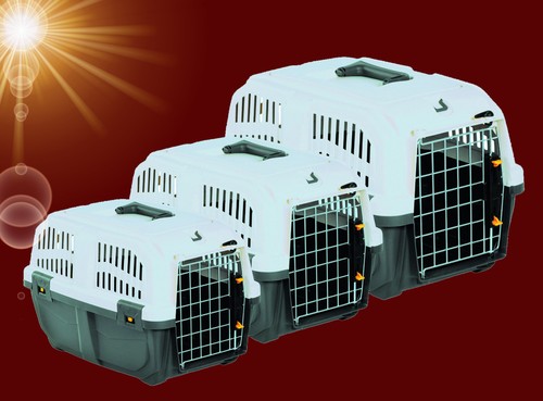 Hunde katze tier - hunde,