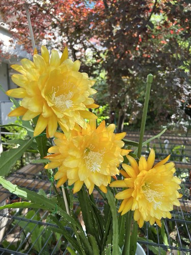Epiphyllum yellow tang - epiphyllum, tang,