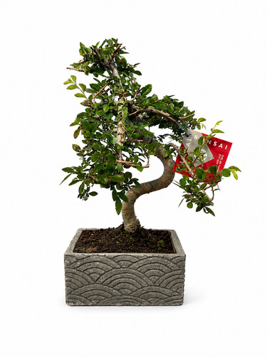 Bonsai zelkova parvifolia - parvifolia, 6