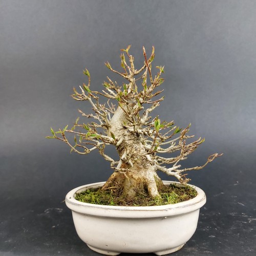 Bonsai dreispitzahorn acer - bonsai,