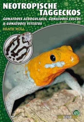 Neotropische taggeckos beate - neotropische,