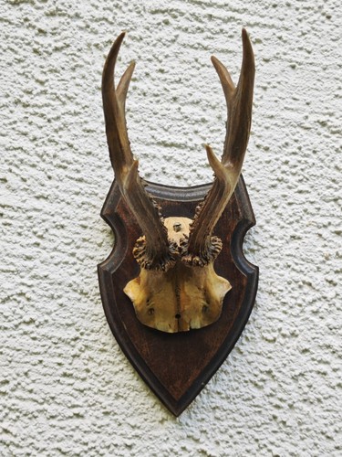 Rehbockgehörn auf holzschild - auf,