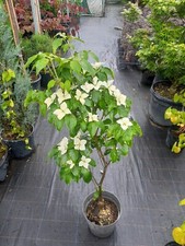 Cornus kousa "Schmetterling" 100-120cm creme weißer japanischer Blumenhartriegel