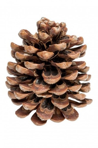 Nadeco pinienzapfen 12cm - nadeco,