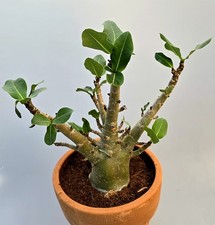 Sehr schöne Handverlesene Kräftige Adenium Baobab Wüstenrose 